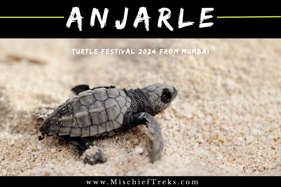 Anjarle Turtle Festival By Mischief Treks from Mumbai