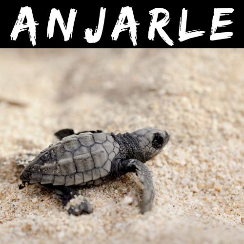 Anjarle Turtle Festival By Mischief Treks from Mumbai