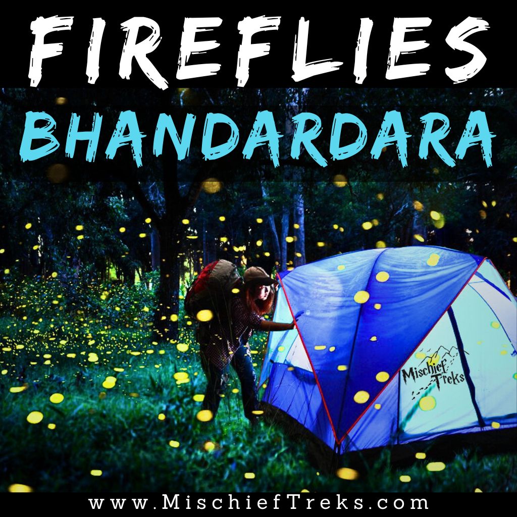Bhandardara Fireflies Festival latest photo of 2024. Source www.mischieftreks.com Copyright- Mischief Treks