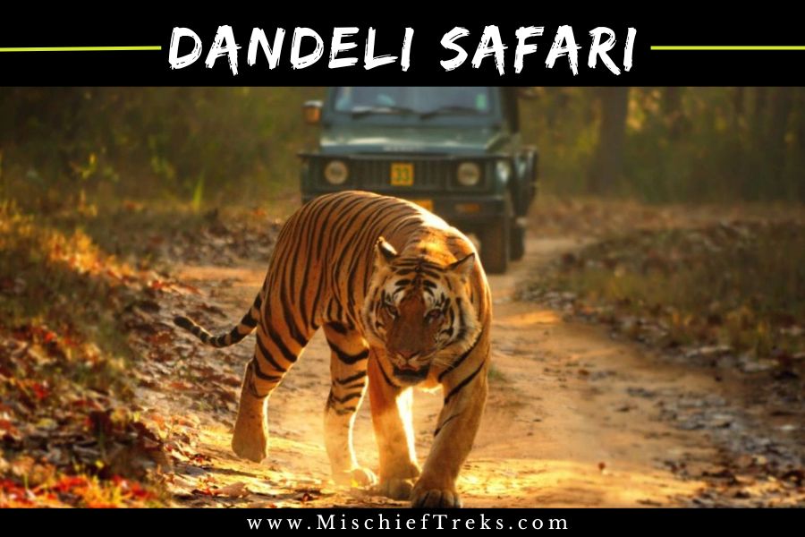 Dandeli Jungle Safari from Mumbai by Mischief Treks, Copyright: Mischief Treks. Source: www.mischieftreks.com