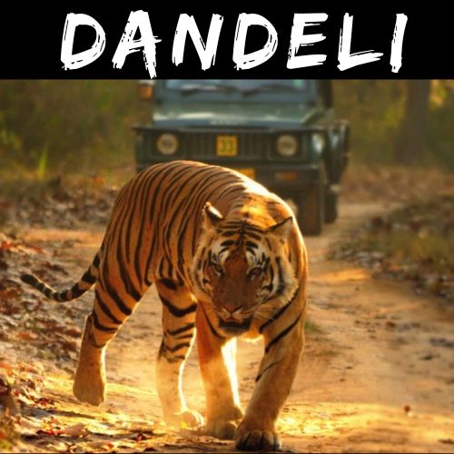 Dandeli Jungle Safari from Mumbai by Mischief Treks, Copyright: Mischief Treks. Source: www.mischieftreks.com