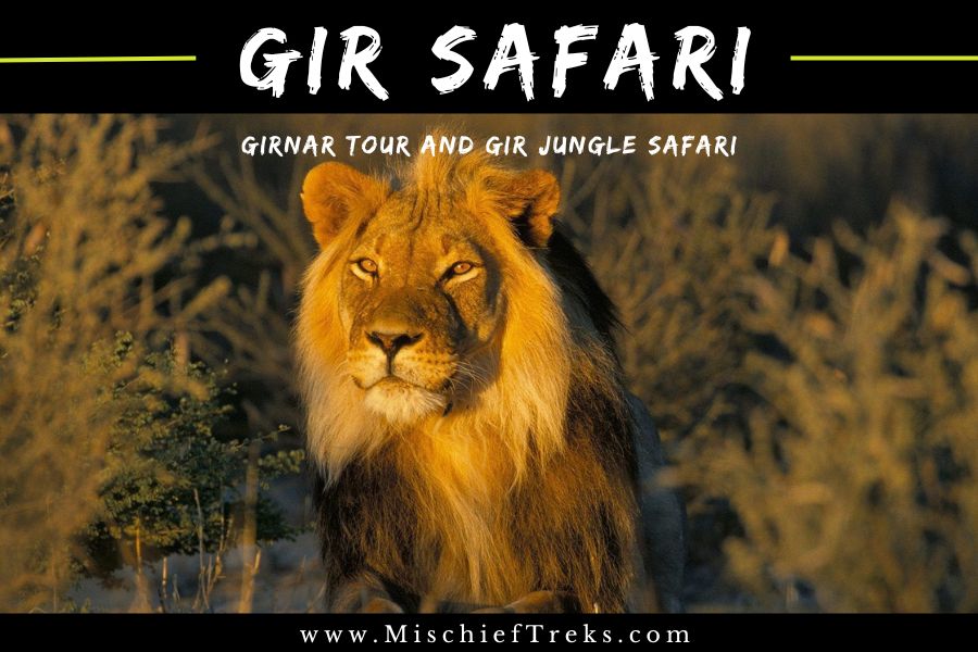 Gir Jungle Safari from mumbai, Copyright: Mischief Treks. Source: www.mischieftreks.com