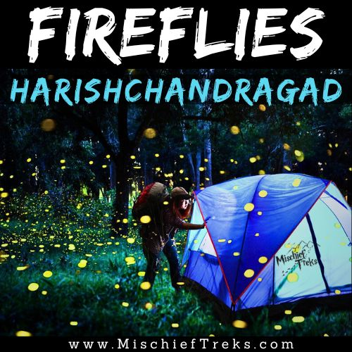Harishchandragad Fireflies Festival Camping 2025 by Mischief Treks from Mumbai. Copyright: Mischief Treks. Source: www.mischieftreks.com