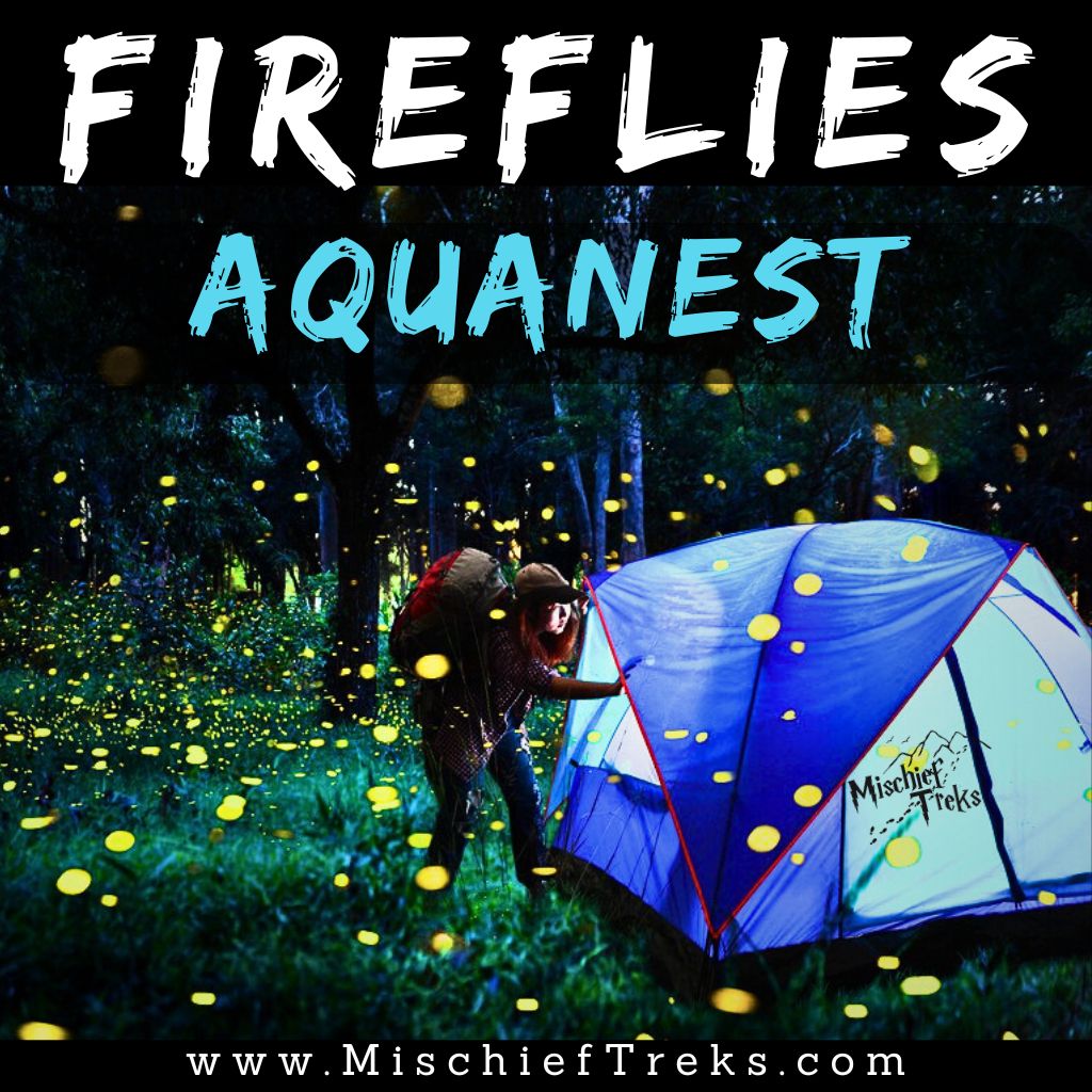 Igatpuri Fireflies Festival latest photo of 2024 at AquaNest Campsite. Source www.mischieftreks.com Copyright- Mischief Treks