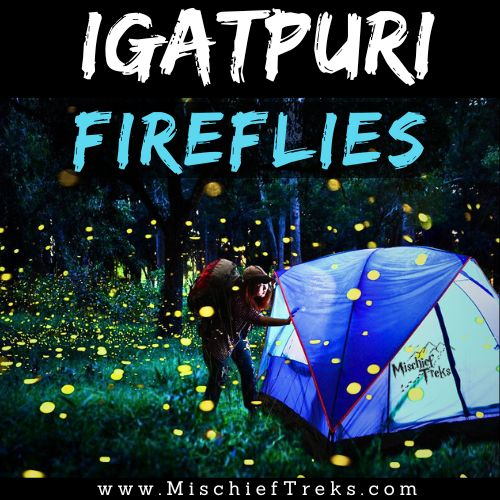 Igatpuri Fireflies Festival 2024 Camping near Mumbai By Mischief Treks