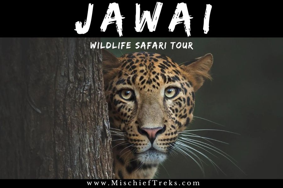 Jawai Wildlife Safari Tour Package from Mumbai, Copyright: Mischief Treks. Source: www.mischieftreks.com