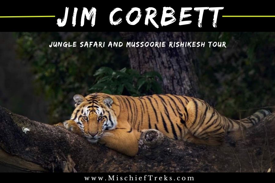 Jim Corbett Jungle Safari and Rishikesh Mussoorie Tour from Mumbai, Copyright: Mischief Treks. Source: www.mischieftreks.com 