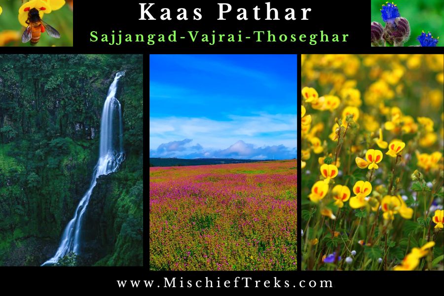 Kaas Pathar tour from Mumbai with online booking including visit to Sajjangad Fort, Vajrai Waterfall, Thoseghar waterfall and Stay in camping tent for two days.
