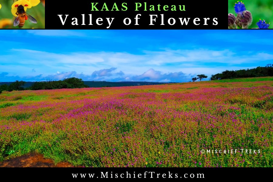 Kaas Plateau tour - Valley of Flowers from Mumbai in AC Bus online booking. Copyright: Mischief Treks | Mumbai
