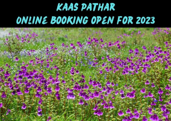 Kaas Pathar Online Booking 2023, also known as Kaas plateau Valley of flowers.
