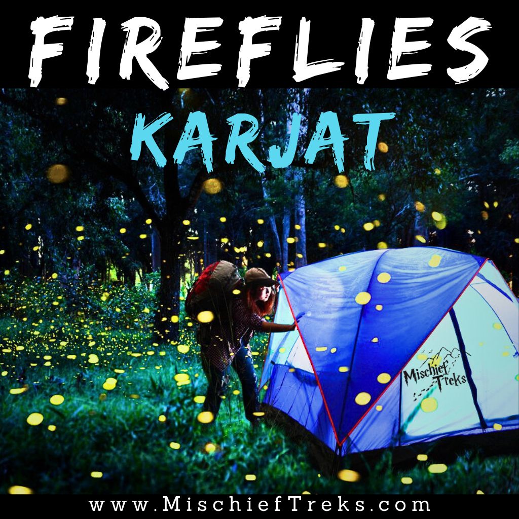 Latest photo of Karjat Fireflies Festival 2024. Copyright Mischief Treks