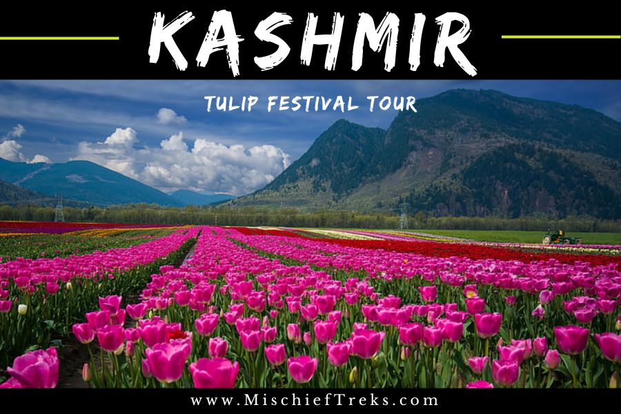 Kashmir Tulip Valley Tour 2023 by Mischief Treks