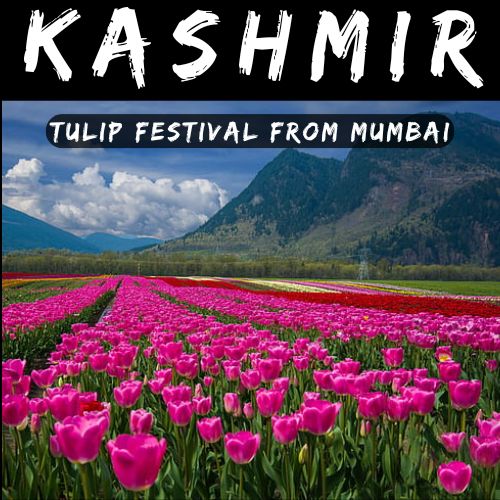 Kashmir Tulip Valley Tour 2023 by Mischief Treks