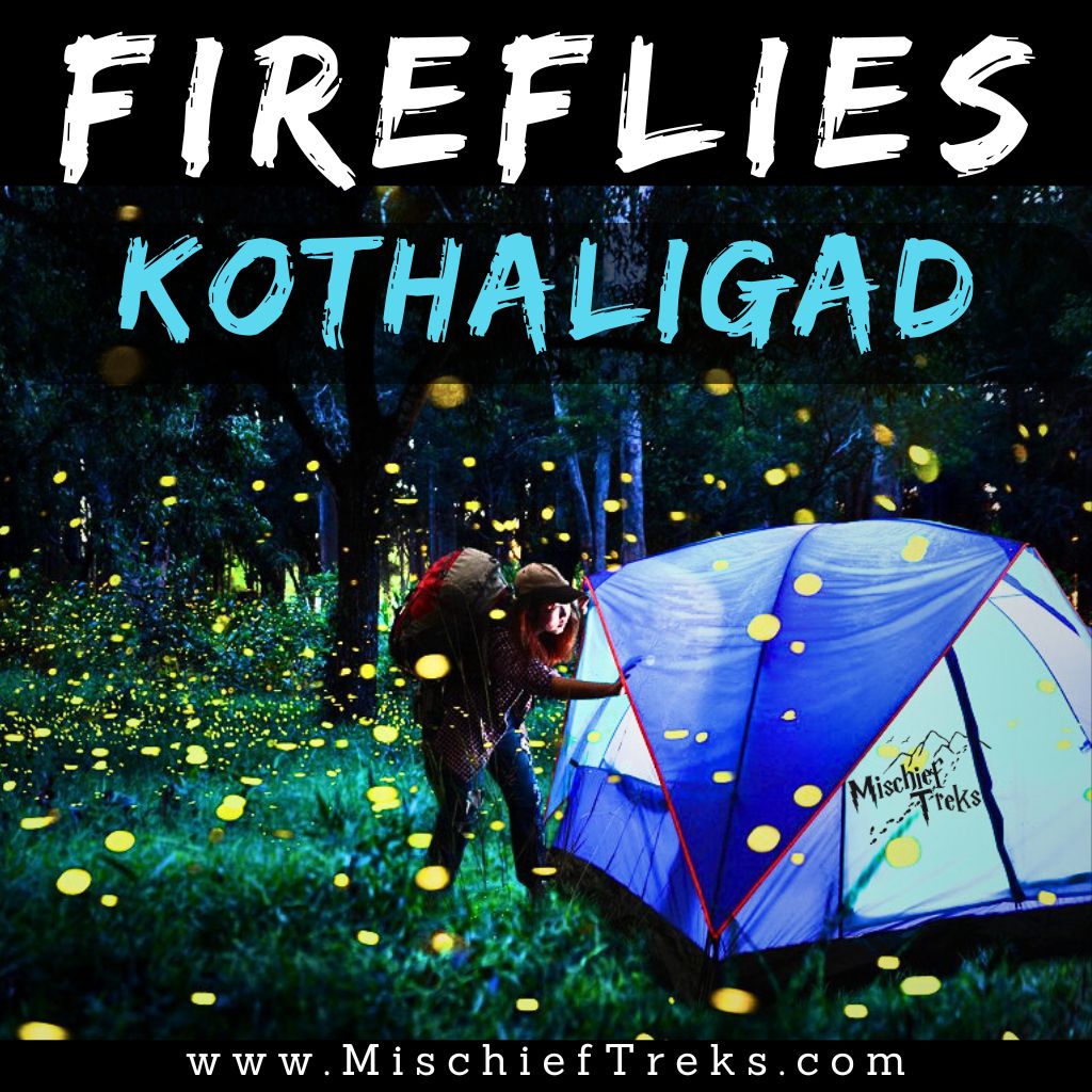 Kothaligad Fireflies Festival latest photo of 2024. Source www.mischieftreks.com Copyright- Mischief Treks