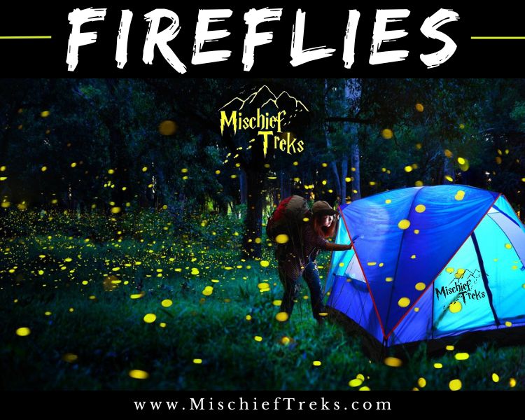 Latest photo of fireflies festival 2024 in India including camping ant trekking. Copyright -  www.mischieftreks.com