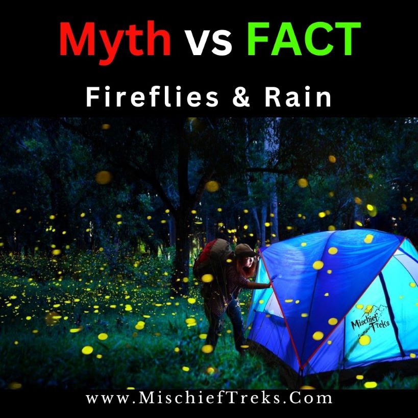 Myth vs Fact about Fireflies and Rain