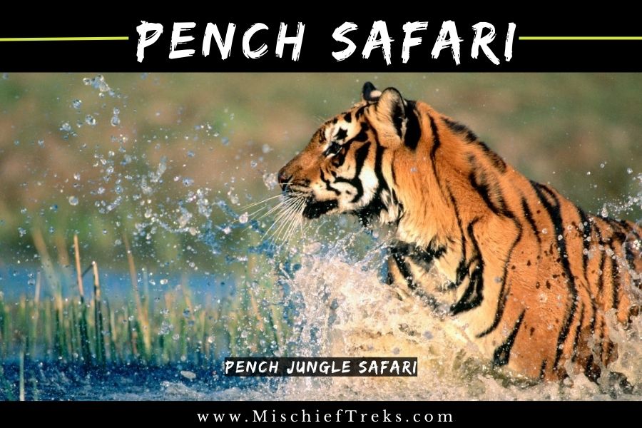 Pench Jungle Safari from Mumbai, Copyright: Mischief Treks. Source: www.mischieftreks.com