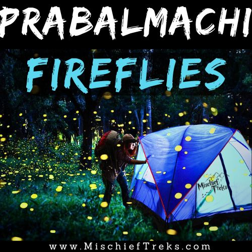 Prabalmachi Fireflies Festival 2024 by Mischief Treks. Copyright: Mischief Treks. Source: www.mischieftreks.com