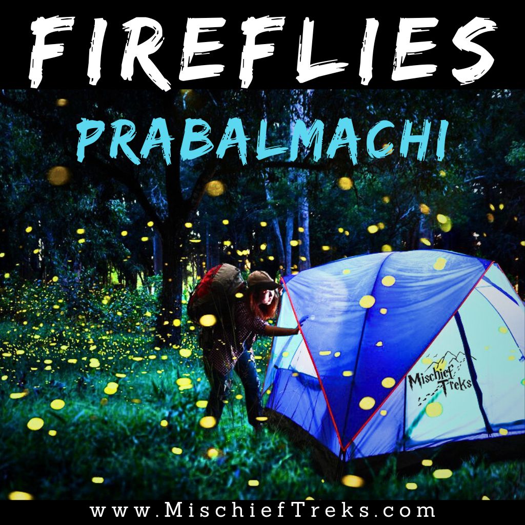Latest photo of Prabalmachi fireflies festival 2024 Copyright Mischief Treks