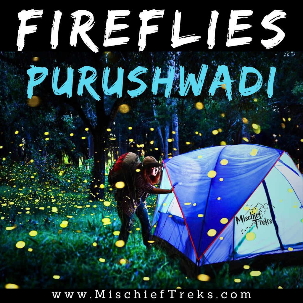 Latest photo of Purushwadi fireflies festival 2024. Copyright Mischief Treks.