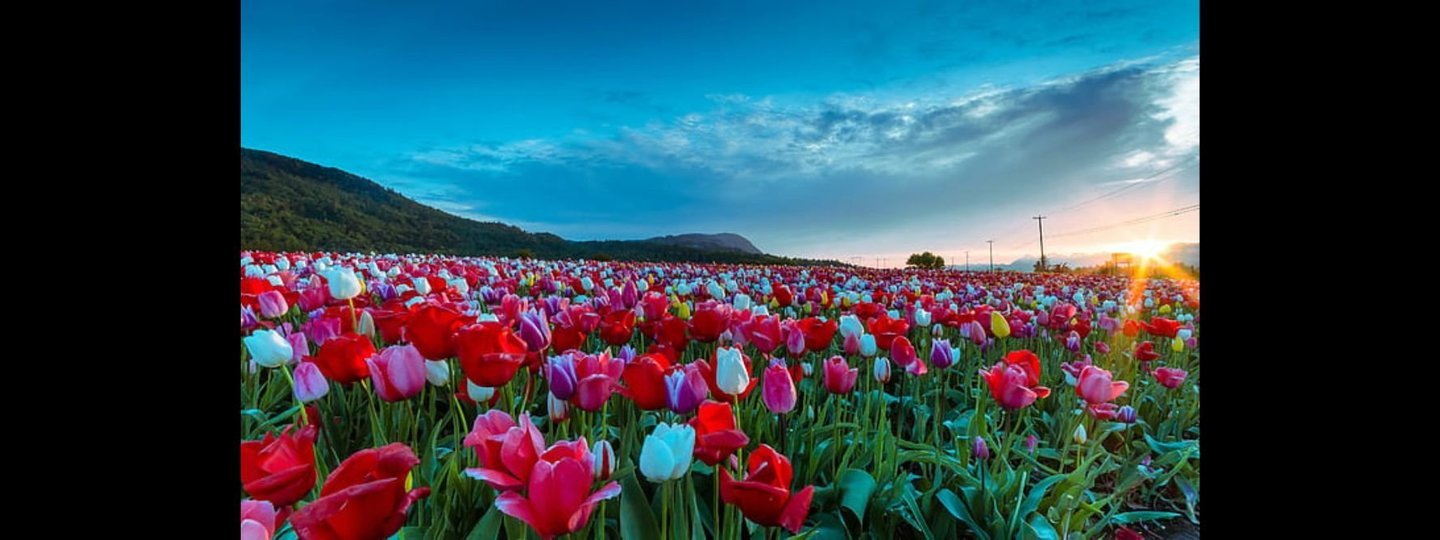 Kashmir Tour Tulip Festival 2025 - Tour