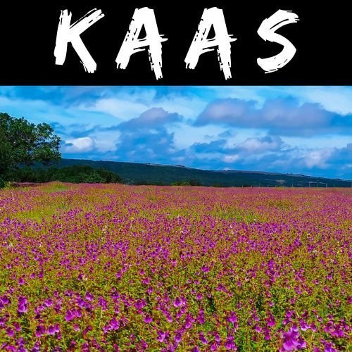 Kaas Plateau Tour from Mumbai Valley Of Flowers