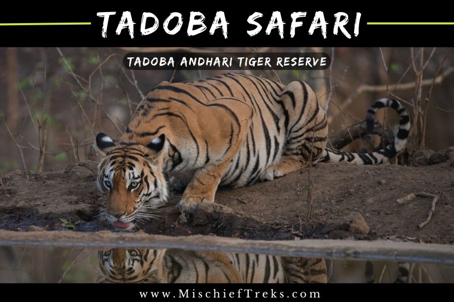 Tadoba Jungle Safari from Mumbai, Copyright: Mischief Treks. Source: www.mischieftreks.com