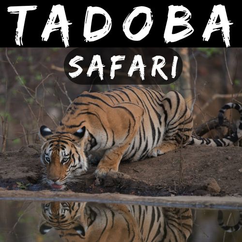 Tadoba Jungle Safari from Mumbai, Copyright: Mischief Treks. Source: www.mischieftreks.com