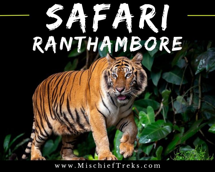 Taj sawai Ranthambore National Park Safari Package booking for Tiger reserve by Mischief Treks. Copyright - www.mischieftreks.com