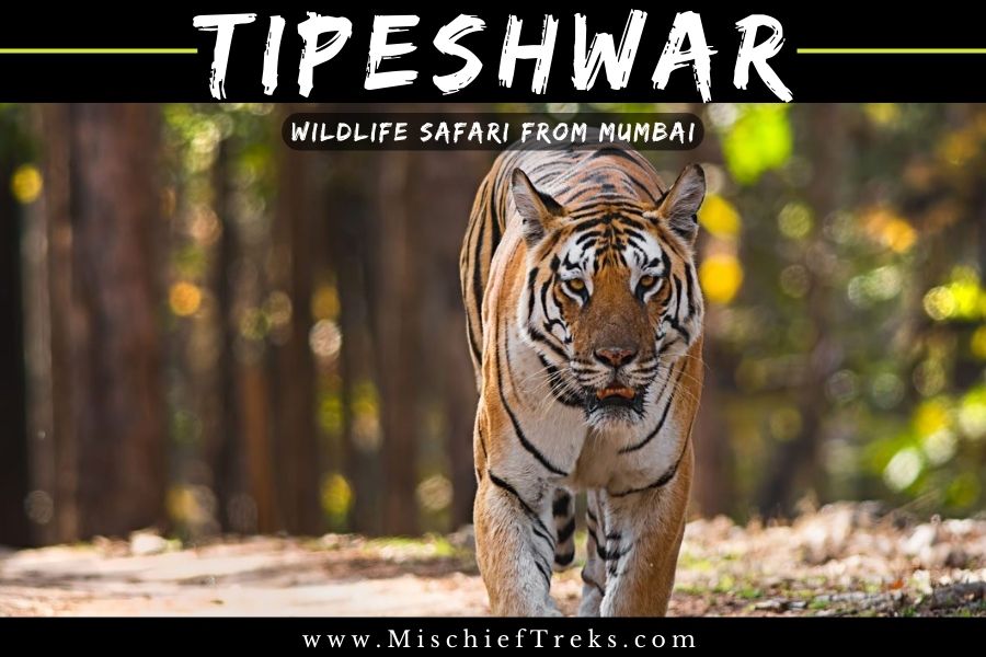 Tipeshwar Jungle Safari from Mumbai, Copyright: Mischief Treks. Source: www.mischieftreks.com
