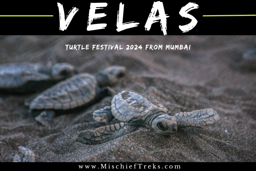 Velas Turtle Festival Tour by Mischief Treks from Mumbai with AC bus.