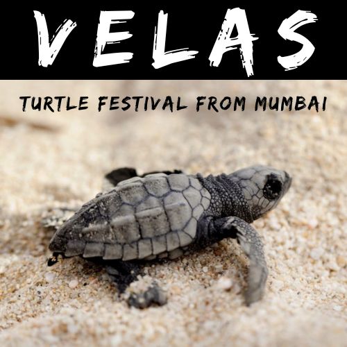 Velas Turtle Festival Tour by Mischief Treks from Mumbai with AC bus.