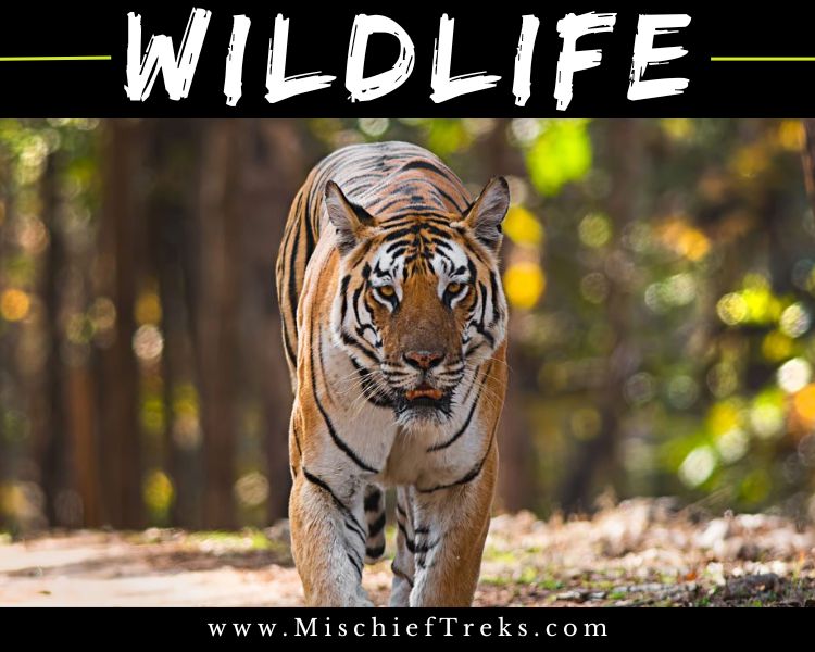Indian Wildlife Jungle Safari Package for Tadoba, Ranthambore, Pench, Jim Corbett, Gir, Jawai, and Tipeshwar. Including hotel and resorts booking